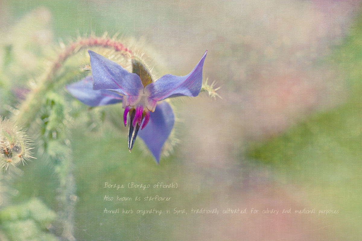 Borage (Borageo Officinalis)