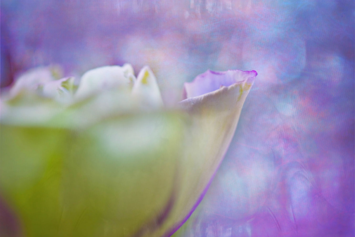 Lisianthus
