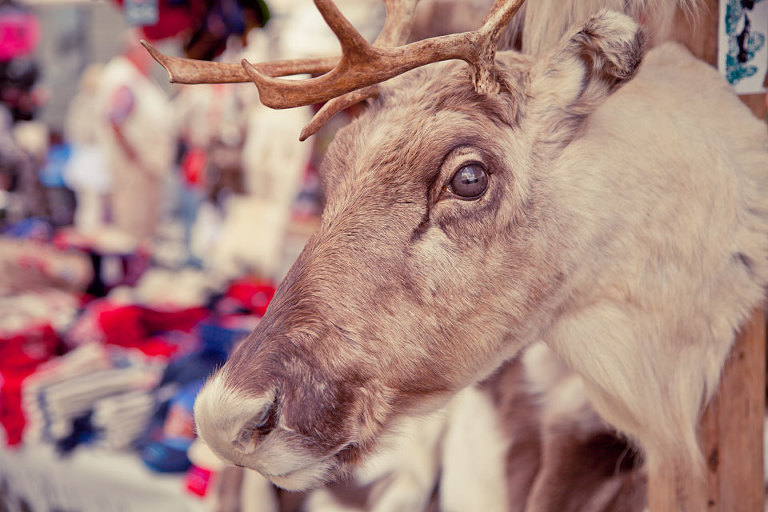 Reindeer Head