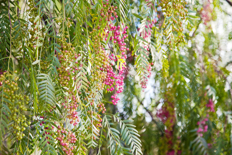 Agonis Flexuosa (Western Australian Peppermint Tree)