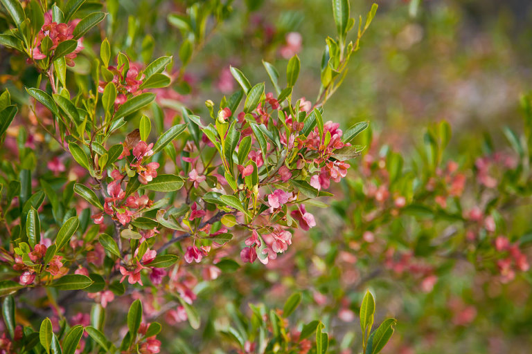 Native Hop Bush; Native Australian wildflower; waxy, pink