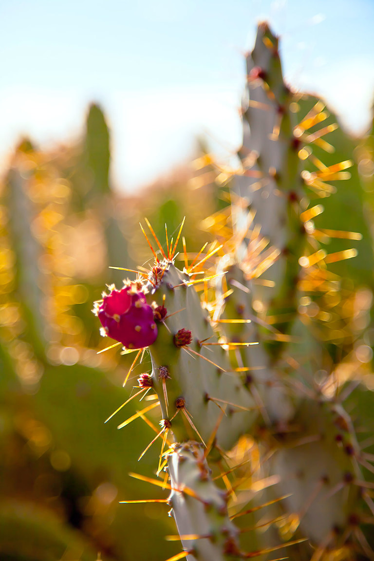Prickly Pear