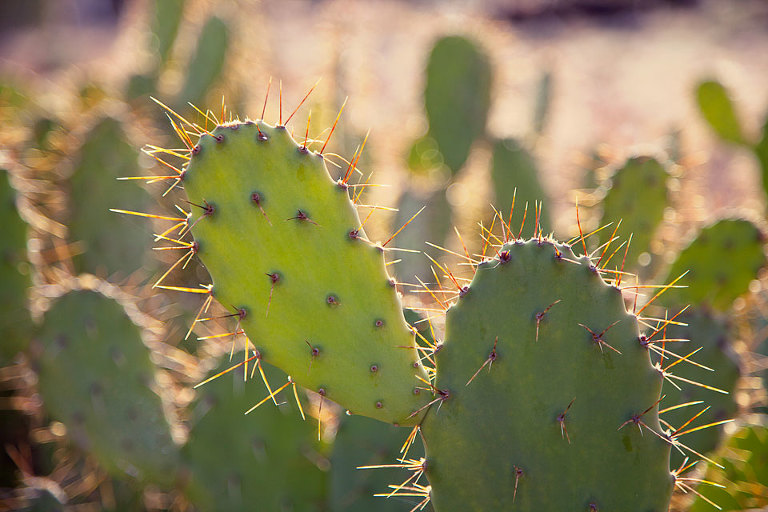 Prickly Pear Declared Weed