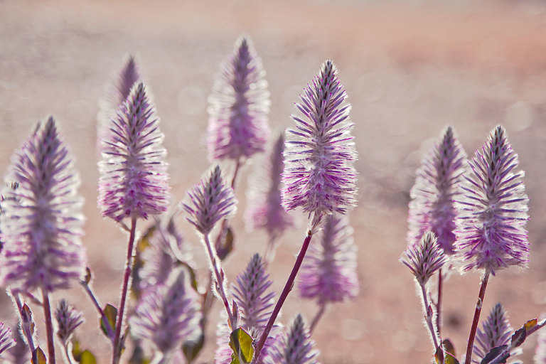 Ptilotus Exaltatus (Pink Mulla Mulla) Native Australian wildflower
