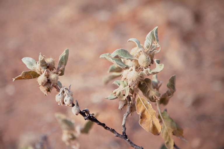 Solanum Lasiophyllum Native Australian wildflower; seed heads
