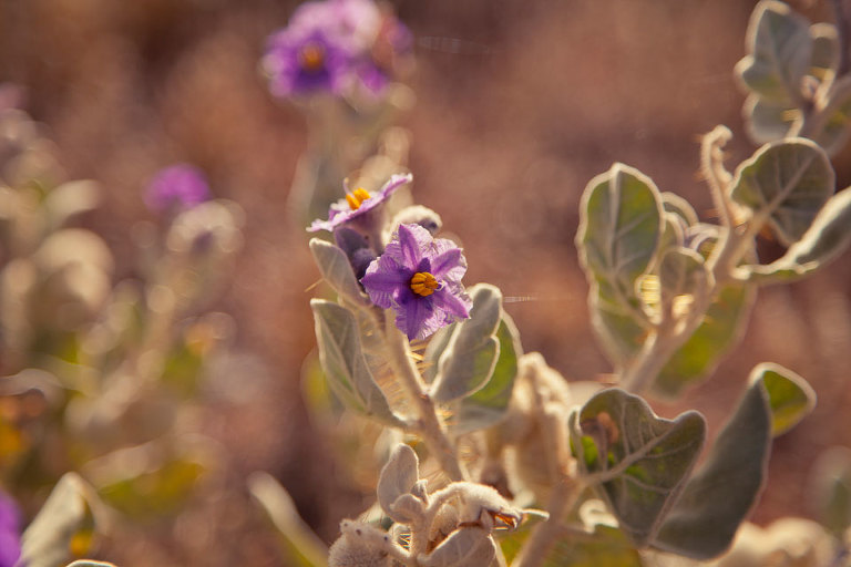 Solanum Lasiophyllum (Flannel Bush) Native Australian wildflower; mauve petals; golden stamen; grey furry leaves