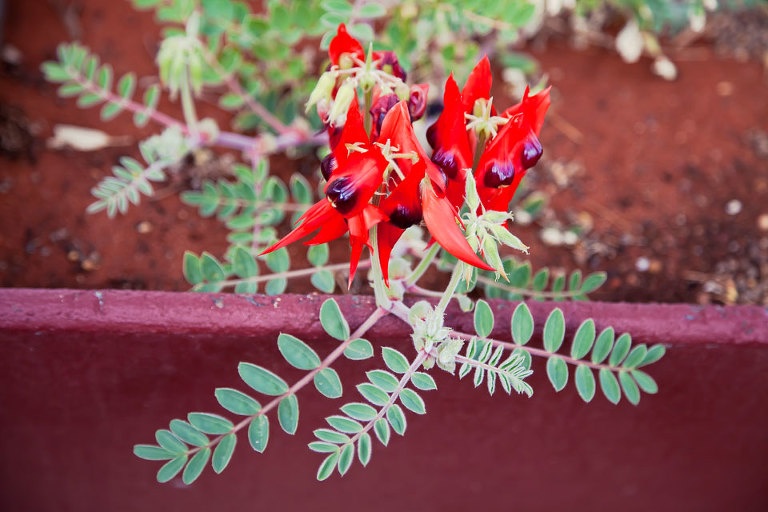 Sturt Desert Pea at Hoover House