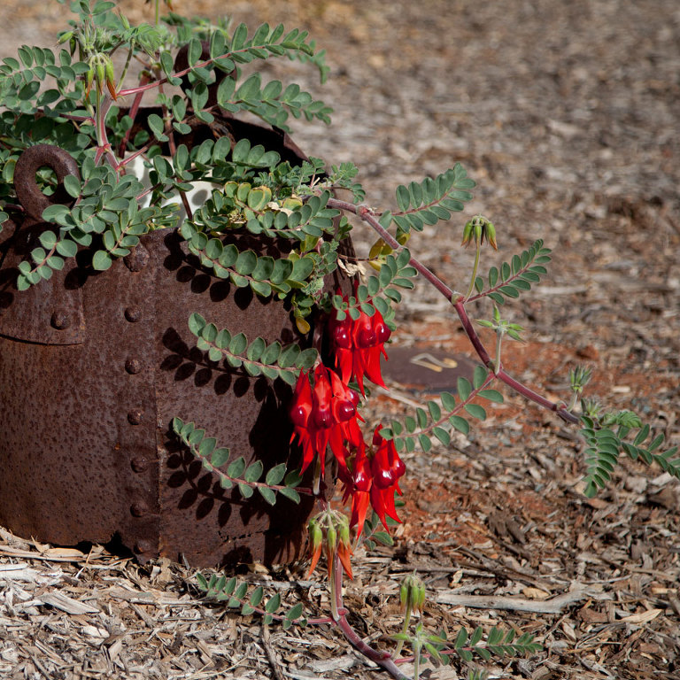 Sturt Desert Pea