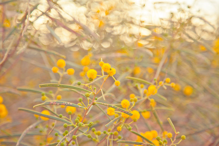 Native Australian wildflowers; wattle; golden yellow