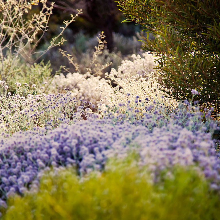 Australian native wildflowers; varieties of Mulla Mulla - white and purple