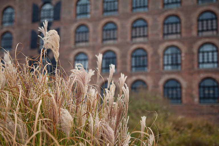 Grasses and Warehouse Windows