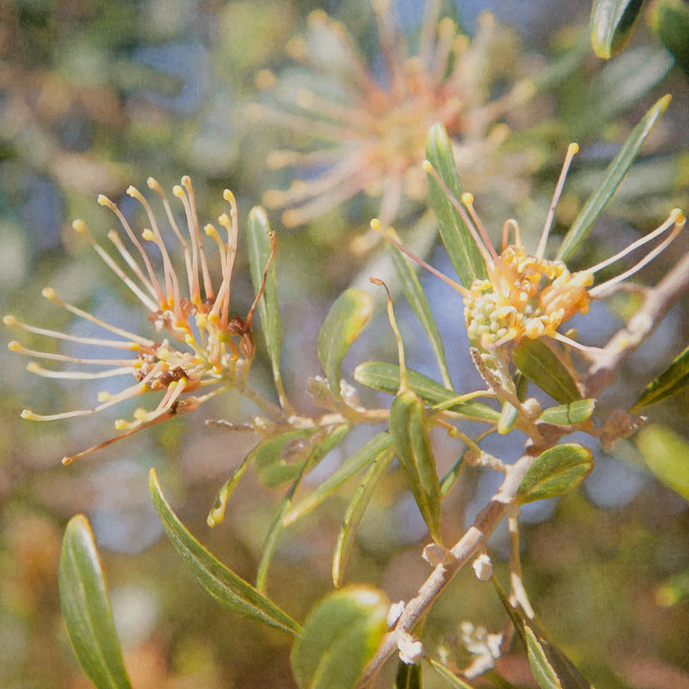 Apricot Grevillea