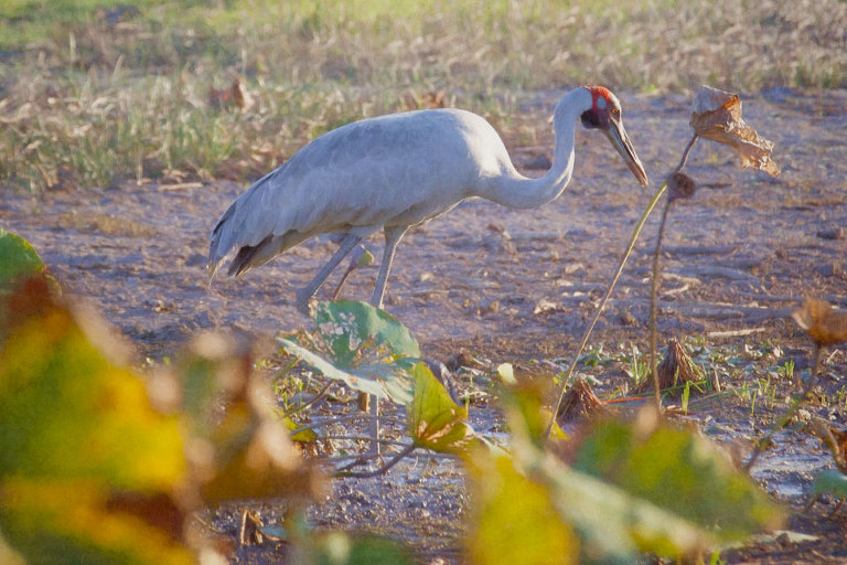 Brolga