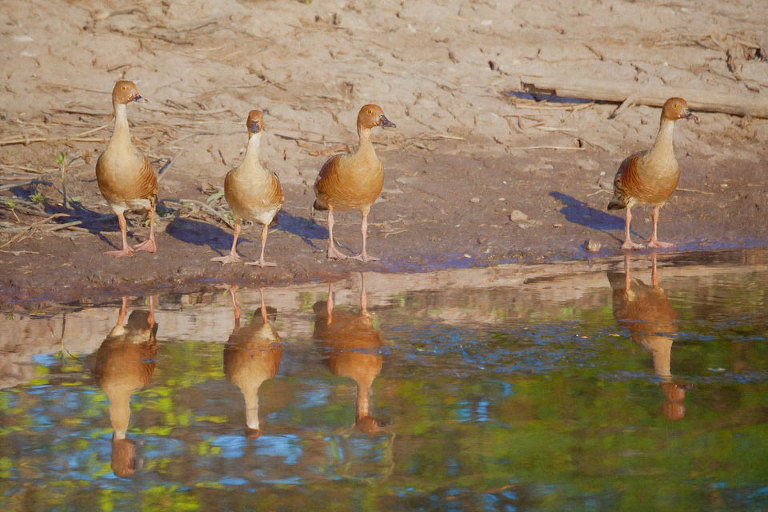 Crested Whistling Ducks