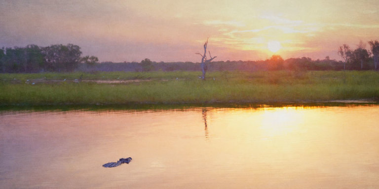 Crocodile Watching the Sun Set