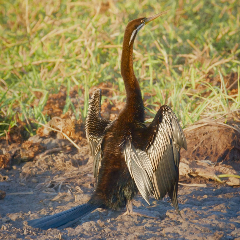 Darter Drying Its Feathers