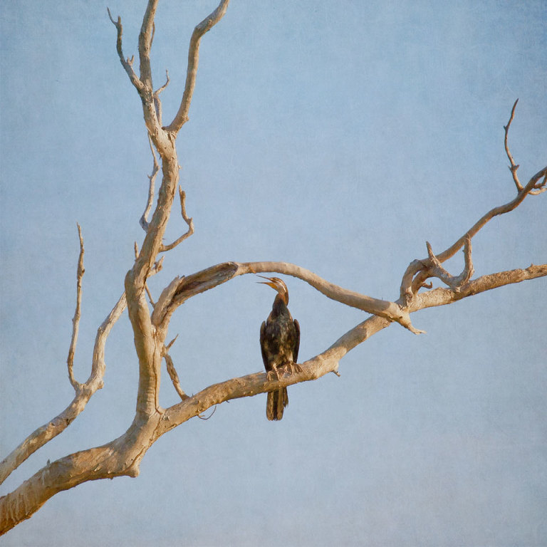 Darter in a Dead Tree