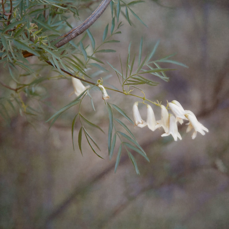 Eremophila mitchellii (Emu Bush)
