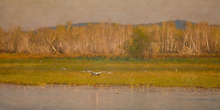 Jabiru Flying At Sunset
