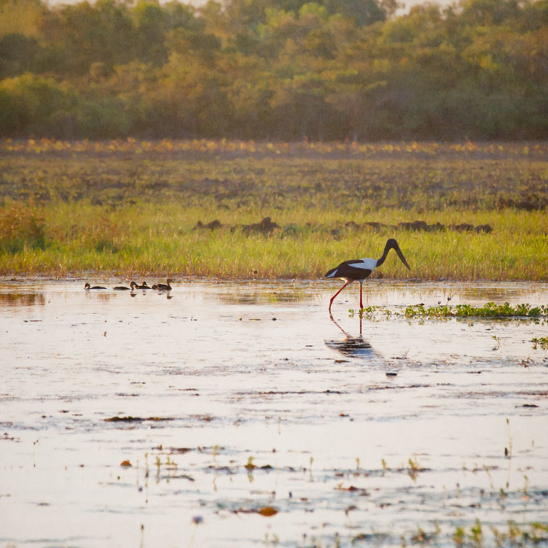 Jabiru Walking