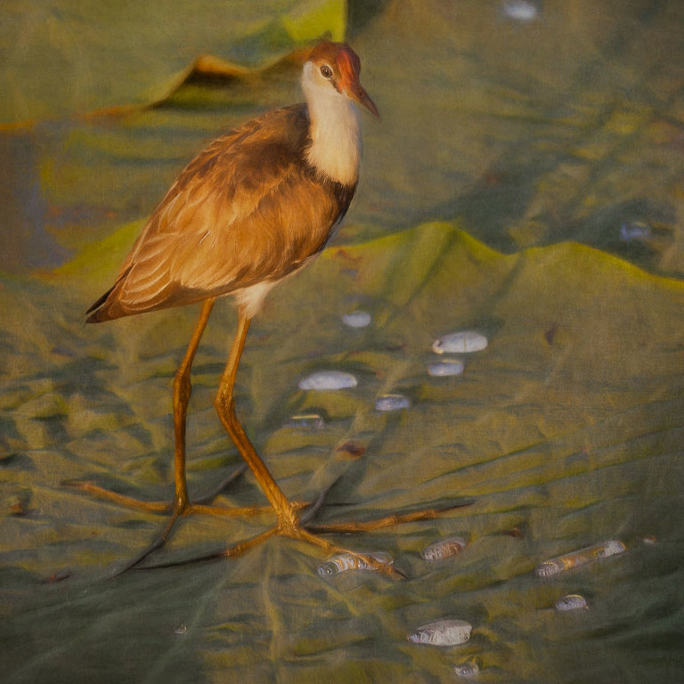 Jacana