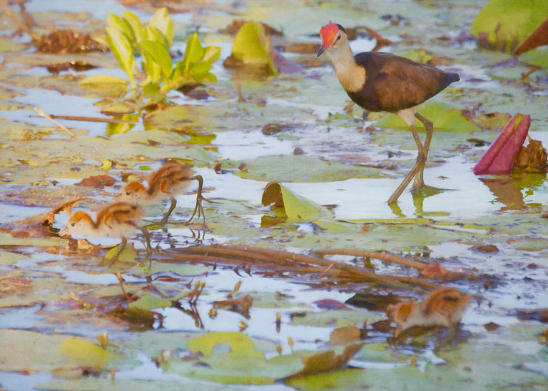 Jacana & Chicks
