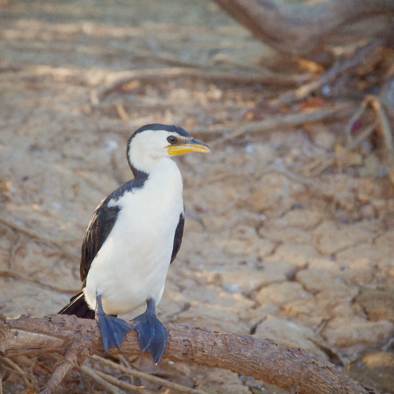 Little Pied Cormorant