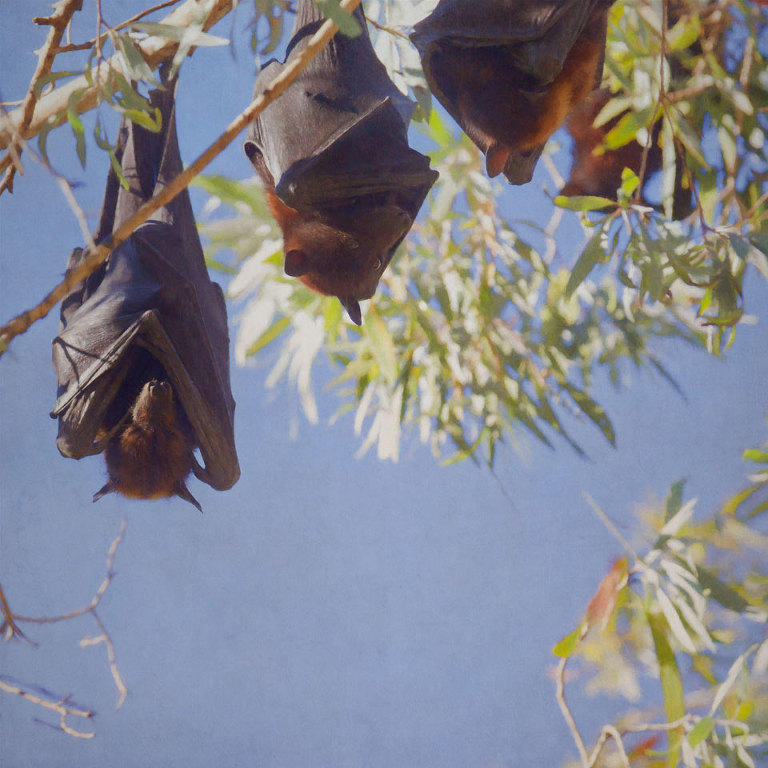 Little Red Flying Foxes
