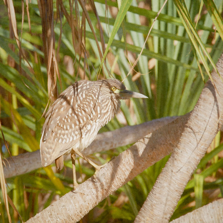 Nanking Night Heron in the Morning