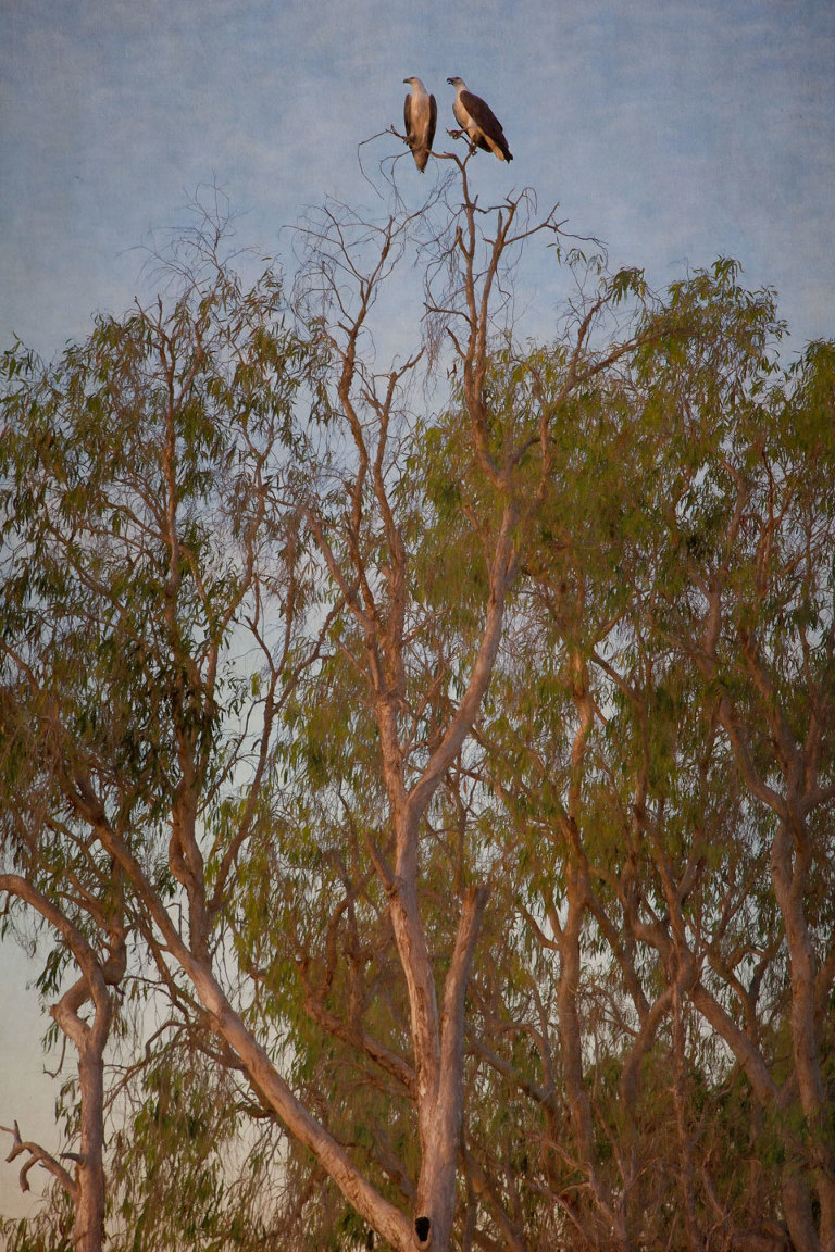 Pair of White Bellied Sea Eagles