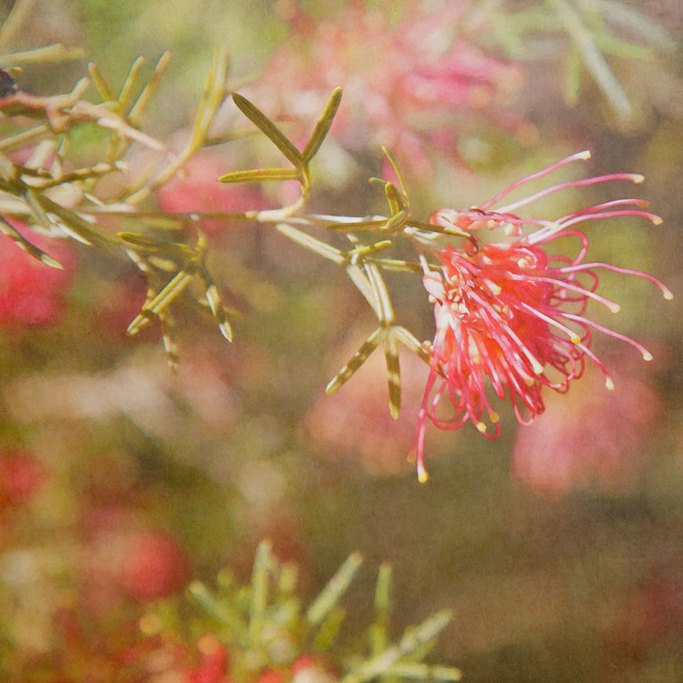 Pink Grevillea