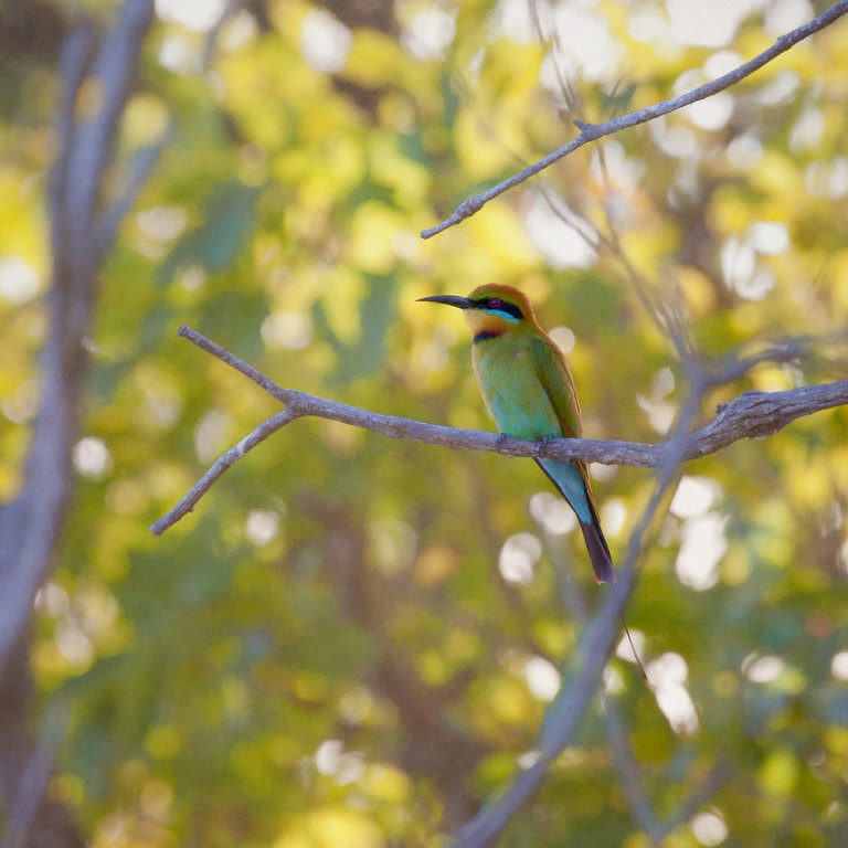 Rainbow Bee Eater