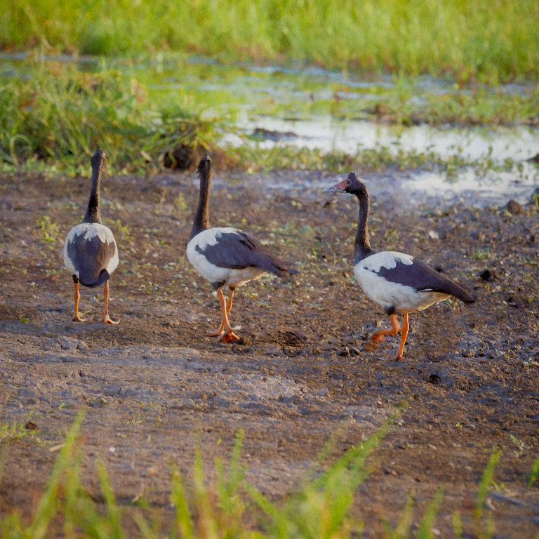 Three Magpie Geese