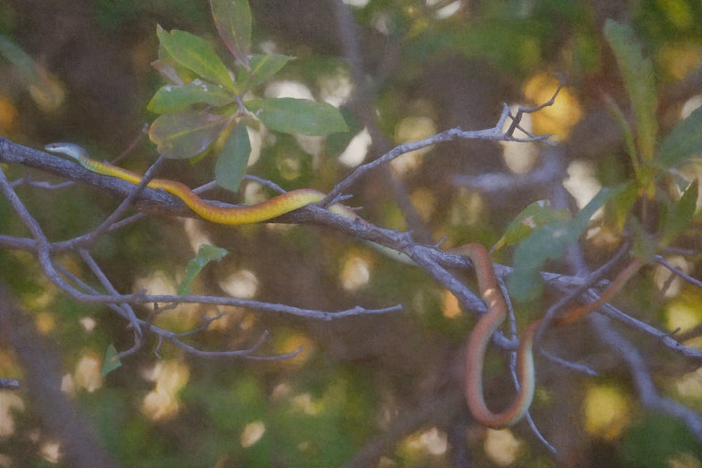 Tree Snake