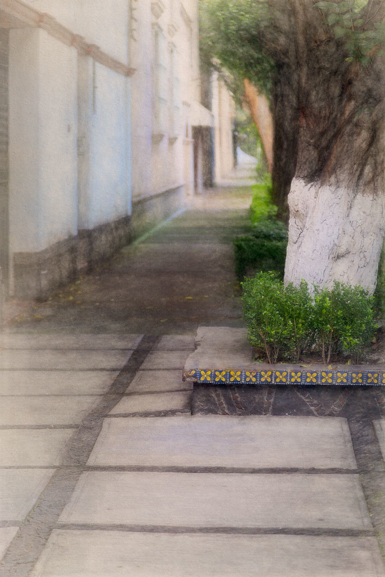 Street trees with whitewashed bark in tiled containers