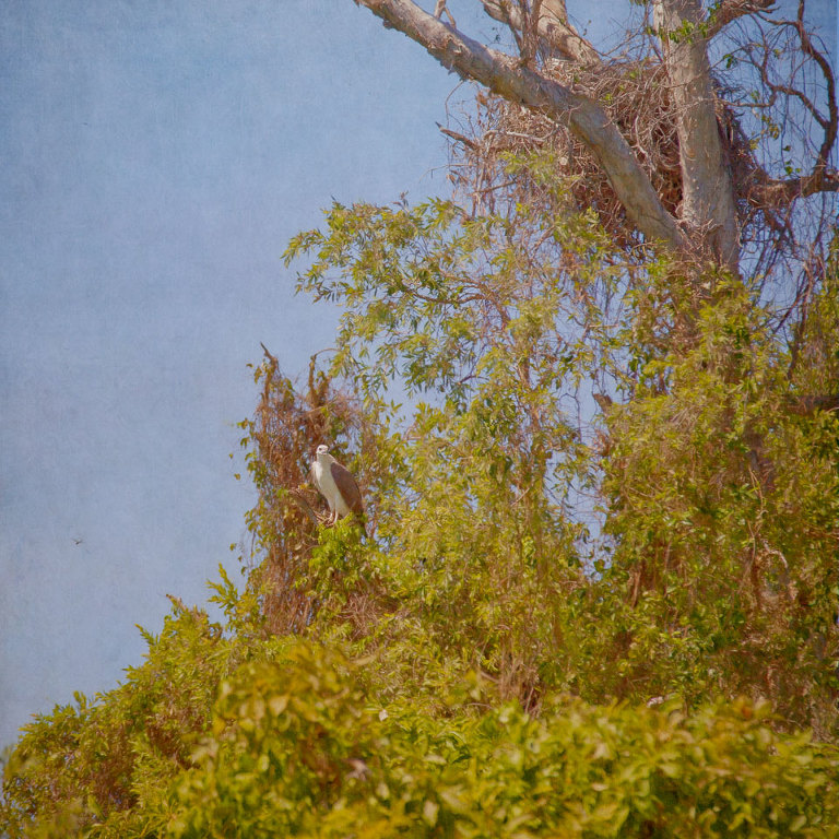 White Bellied Sea Eagle with Nest