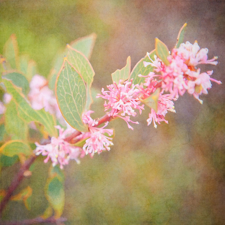 Hakea Neurophylla