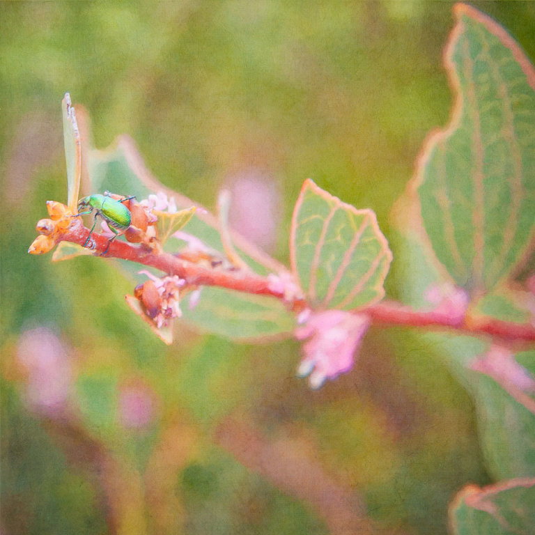 Jewel Beetle on Hakea Neurophylla