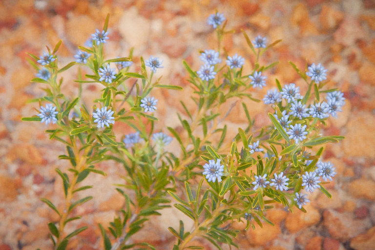 Conospermum Nervosum Lesueur National Park