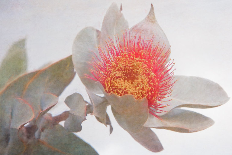 Mottlecah (Eucalyptus macrocarpa)