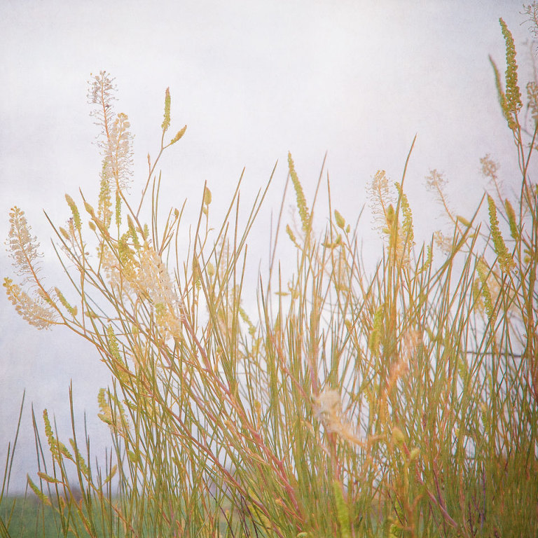 Grevillea Candelabroides