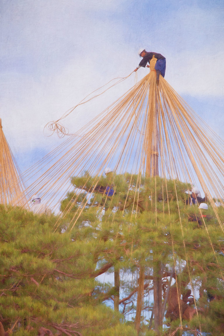 Team of men constructing Yukitsuri (snow suspenders) on the Karasakinomatsu pine tree