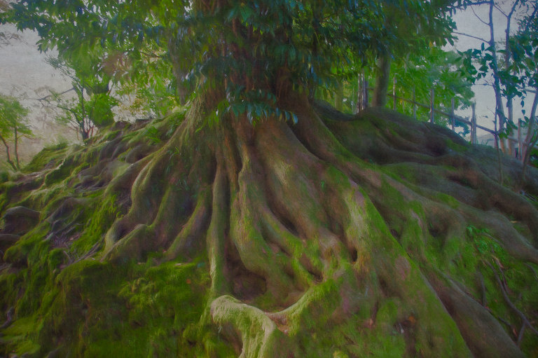 Moss on Tree Roots near the entrance of Kenrokuen garden