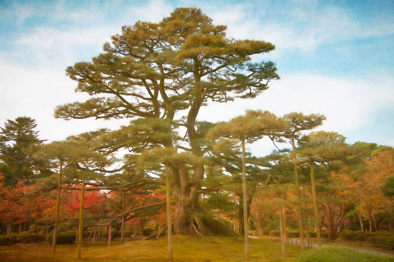Neagarinomatsu (raised root) Pine
