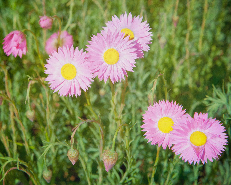 Everlasting Daisies