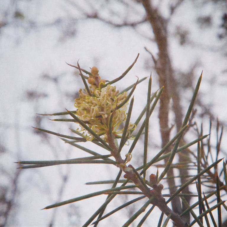 Hakea Recurva