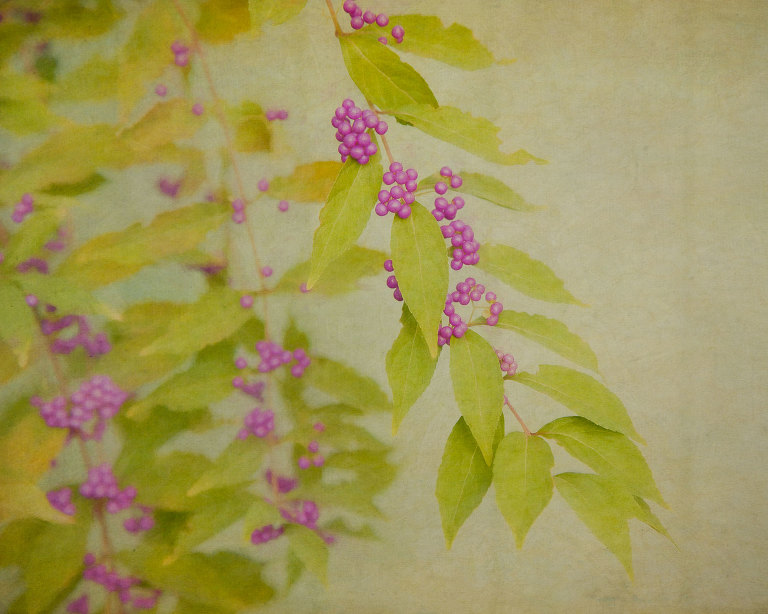 Japanese Beautyberry (Callicarpa Japonica)