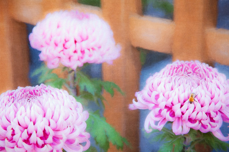 Pink chrysanthemum and bee