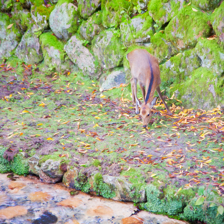 Sika deer eating