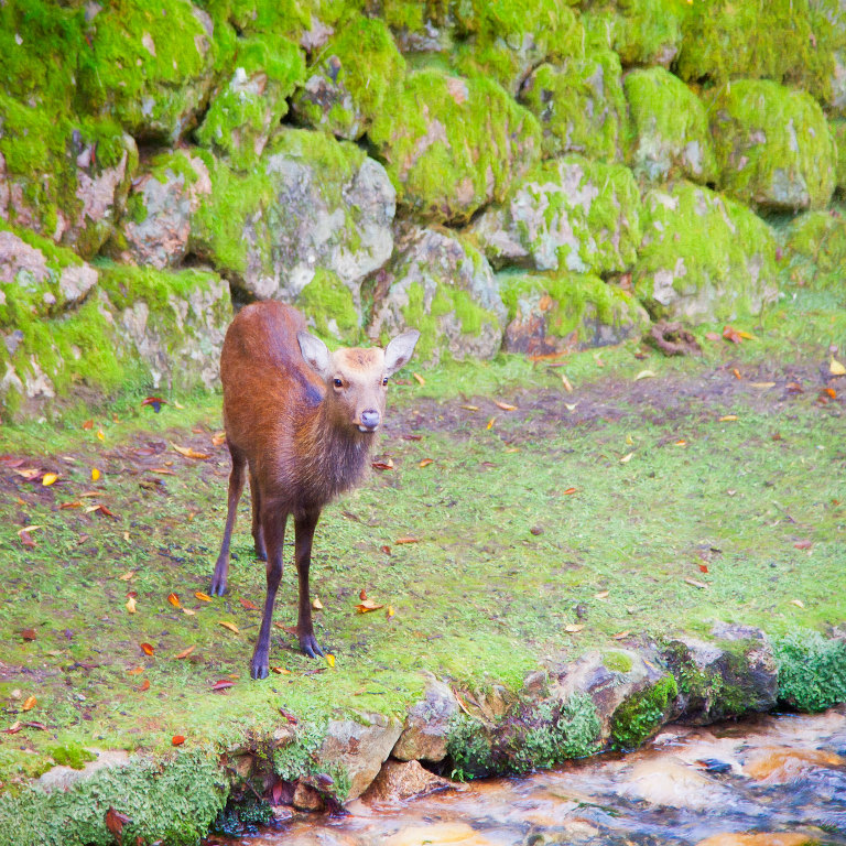 Sika deer watching us